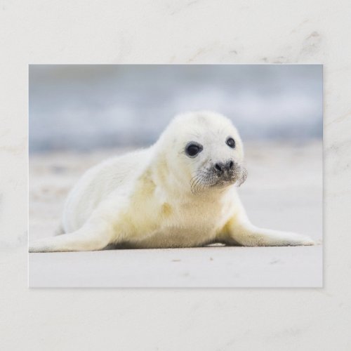 Getty Images  Baby Seal Postcard