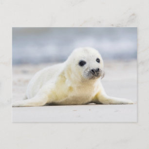 Getty Images Baby Seal Postcard