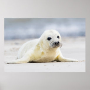 Getty Images Baby Seal Poster