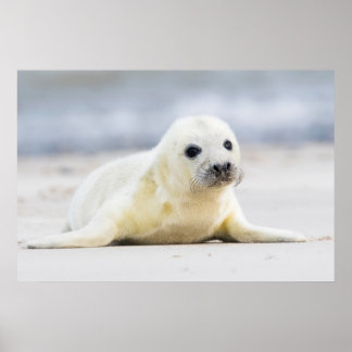 Getty Images | Baby Seal Poster