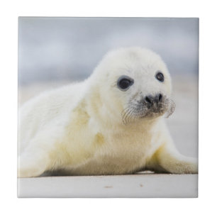 Getty Images   Baby Seal Tile