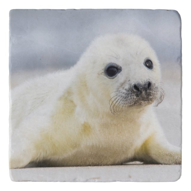 Getty Images | Baby Seal Trivet (Front)
