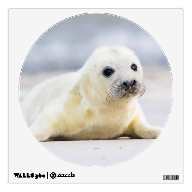 Getty Images | Baby Seal Wall Sticker (Front)