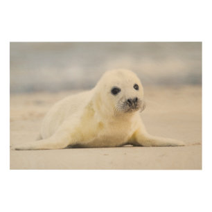 Getty Images Baby Seal Wood Wall Art