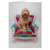 Getty Images | Cute Goldendoodle (Front)