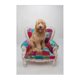 Getty Images Cute Goldendoodle Acrylic Print