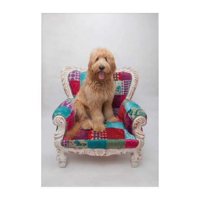 Getty Images | Cute Goldendoodle Acrylic Print (Front)
