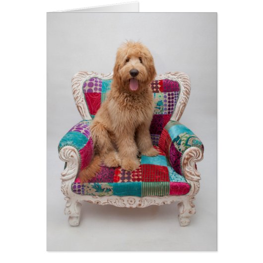 Getty Images | Cute Goldendoodle Cards (Front)