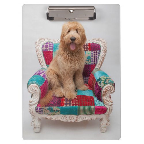 Getty Images  Cute Goldendoodle Clipboard