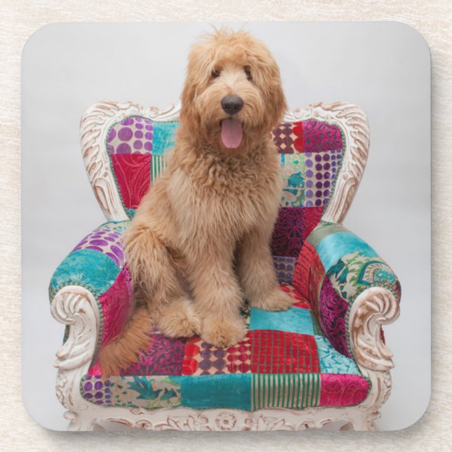 Getty Images | Cute Goldendoodle Drink Coaster (Front)