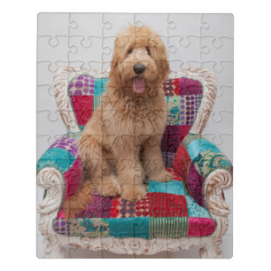 Getty Images   Cute Goldendoodle Jigsaw Puzzle