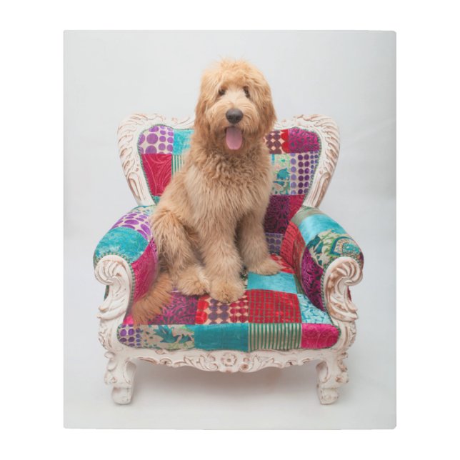 Getty Images | Cute Goldendoodle Metal Print (Front)