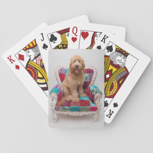 Getty Images  Cute Goldendoodle Poker Cards