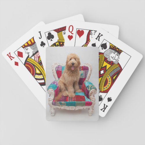 Getty Images  Cute Goldendoodle Poker Cards