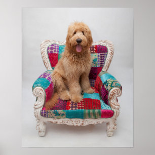 Getty Images   Cute Goldendoodle Poster