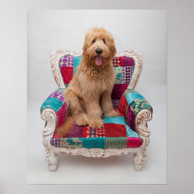Getty Images | Cute Goldendoodle Poster (Front)