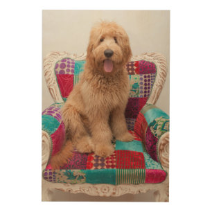 Getty Images Cute Goldendoodle Wood Wall Decor