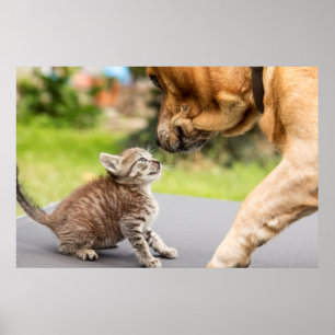 Getty Images Dog & Cat In Love Poster