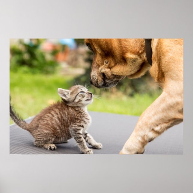 Getty Images | Dog & Cat In Love Poster (Front)
