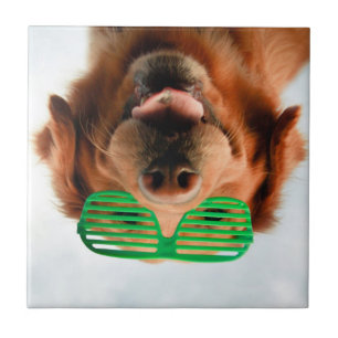 Getty Images Dog With Glasses Ceramic Tile