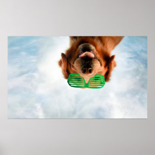 Getty Images   Dog With Glasses Poster
