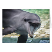 Getty Images | Dolphin (Front Horizontal)