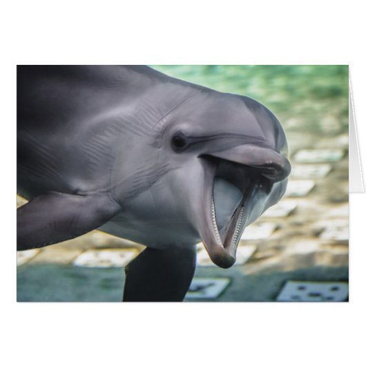 Getty Images | Dolphin Cards (Front Horizontal)