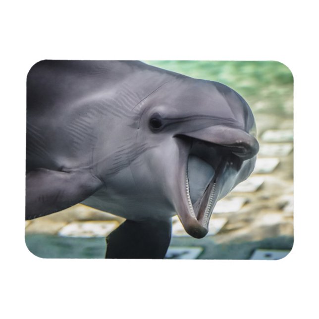 Getty Images | Dolphin Magnet (Horizontal)