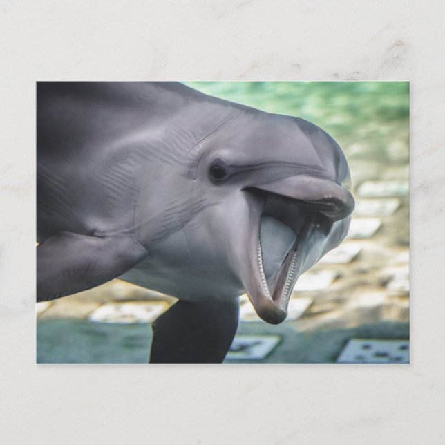 Getty Images | Dolphin Postcard (Front)