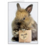 Getty Images | Dwarf Rabbit