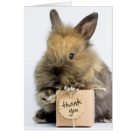 Getty Images | Dwarf Rabbit Cards (Front)