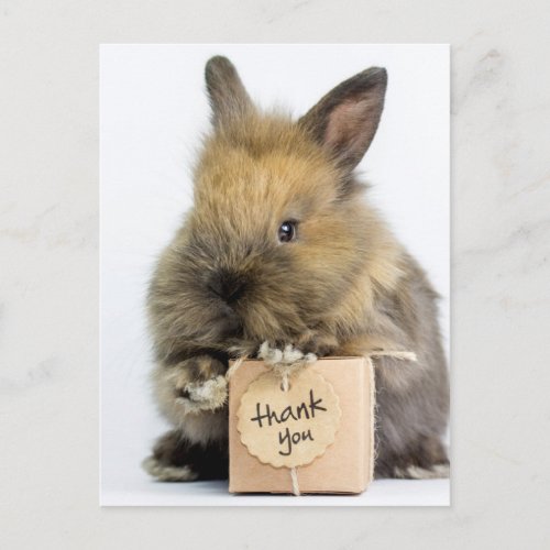 Getty Images  Dwarf Rabbit Postcard