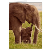 Getty Images | Elephant & Baby (Front)