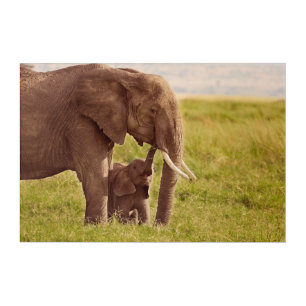 Getty Images   Elephant & Baby Acrylic Print