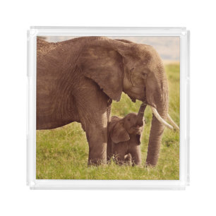 Getty Images Elephant & Baby Acrylic Tray