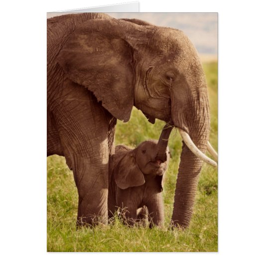 Getty Images | Elephant & Baby Cards (Front)