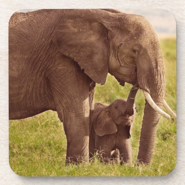 Getty Images | Elephant & Baby Drink Coaster (Front)