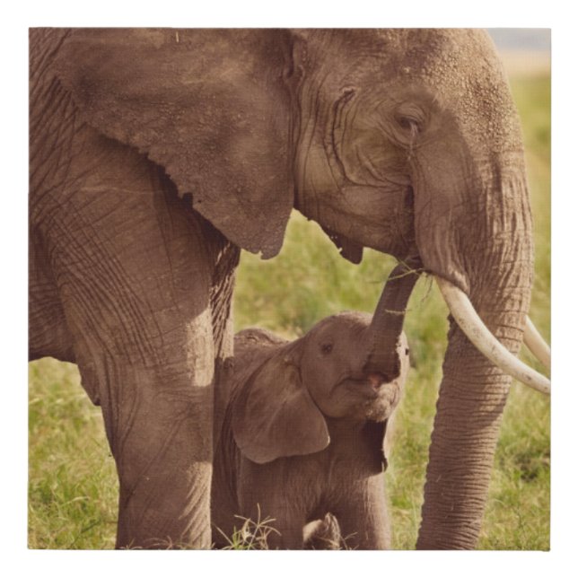 Getty Images | Elephant & Baby Faux Canvas Print (Front)