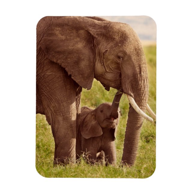 Getty Images | Elephant & Baby Magnet (Vertical)