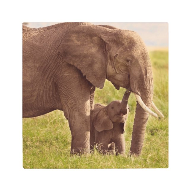 Getty Images | Elephant & Baby Metal Print (Front)
