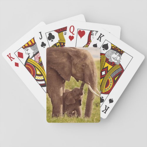 Getty Images  Elephant  Baby Poker Cards