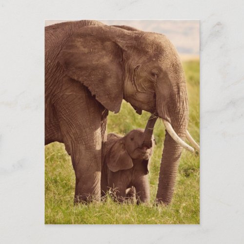 Getty Images  Elephant  Baby Postcard