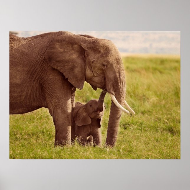 Getty Images | Elephant & Baby Poster (Front)