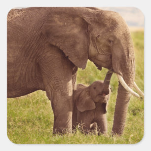 Getty Images Elephant & Baby Square Sticker