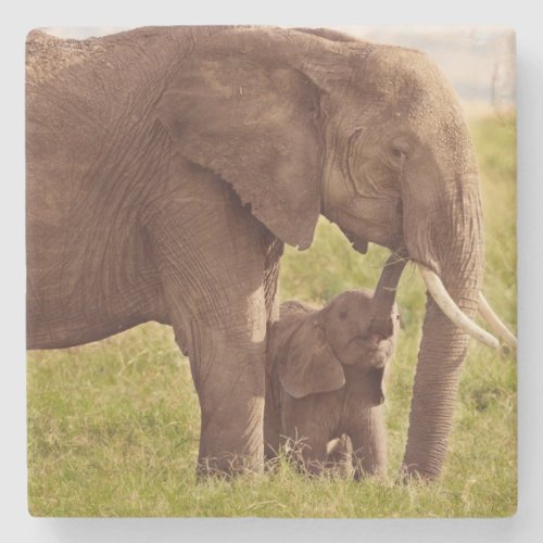 Getty Images  Elephant  Baby Stone Coaster