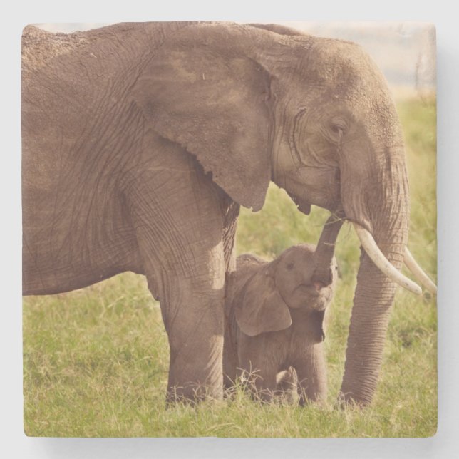 Getty Images | Elephant & Baby Stone Coaster (Front)