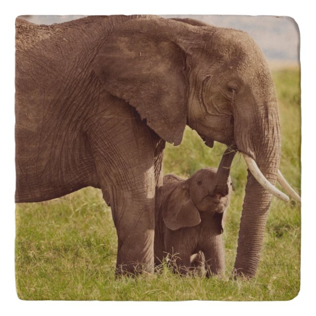 Getty Images | Elephant & Baby Trivet (Front)
