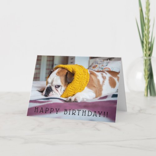 Getty Images  English Bulldog Card