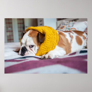 Getty Images English Bulldog Poster