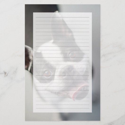 Getty Images | French Bulldog (Front)